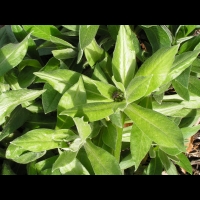 Centaurea montana (fam Composees) (Europe centre et sud) (4)